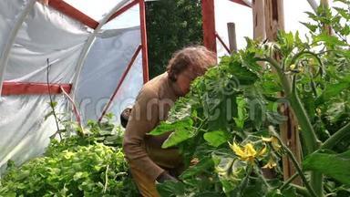 高级妇女在温室中除草番茄幼苗。 暑期工作。